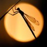 Dragon-fly84