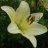 lilija