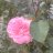 OMery